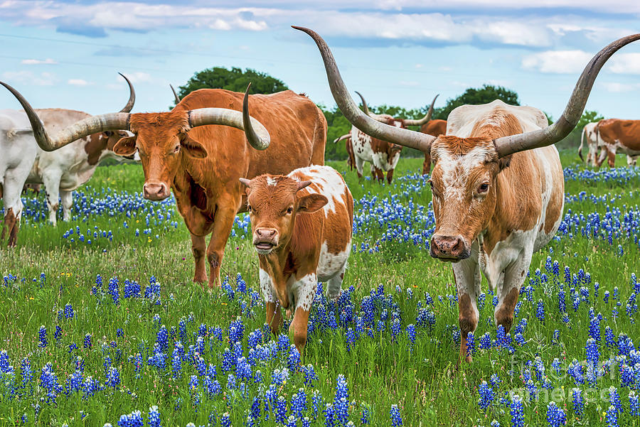 Texas Longhorns in Bluebonnets  Photograph by Bee Creek Photography - Tod and Cynthia