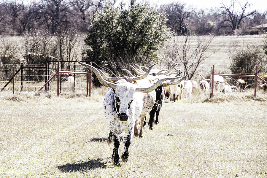 Texas longhorns in Texas Photograph by Cathy Valle