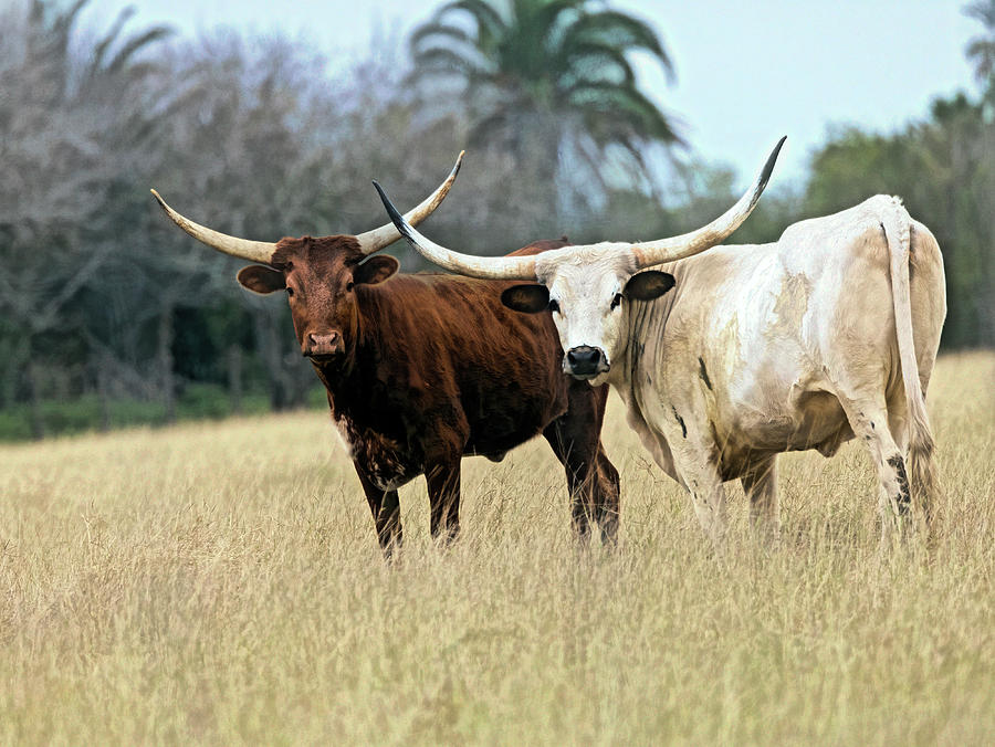 Texas Longhorns Photograph by Jaki Miller