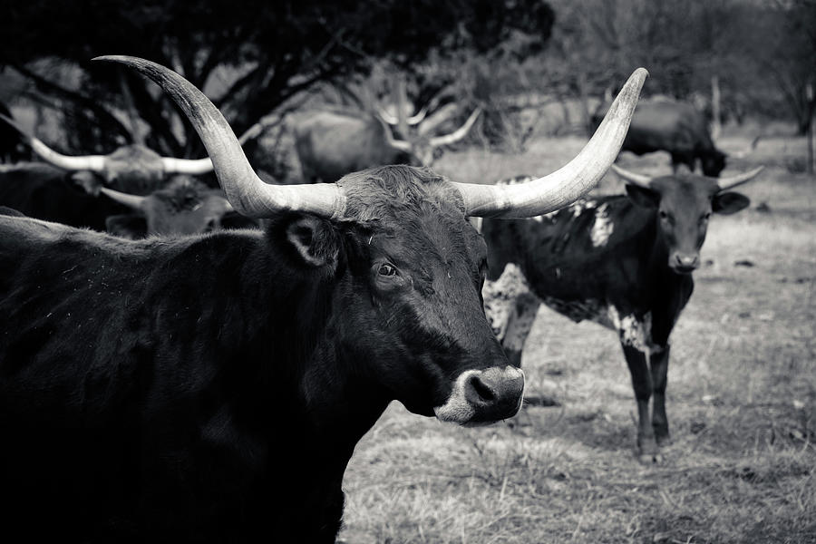 Texas Longhorns Photograph