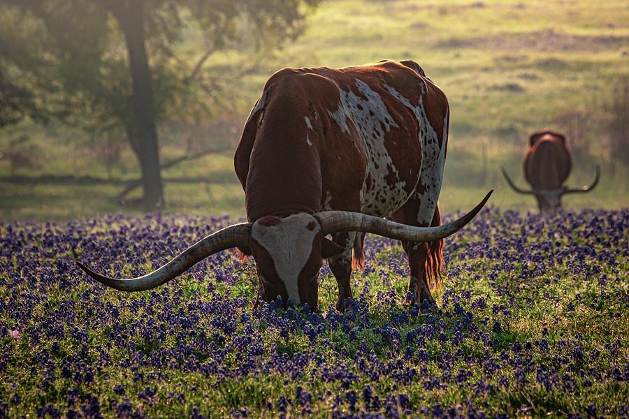 Texas Longhorns Photograph by Linda Unger