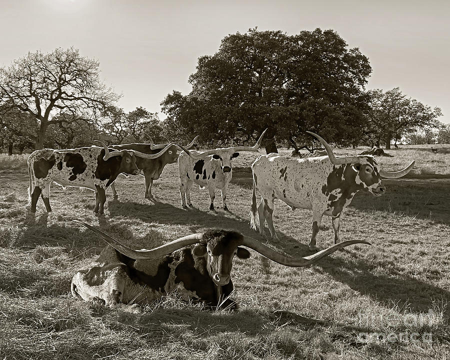 Texas Longhorns Sepia Photograph By Don Schimmel Fine Art America