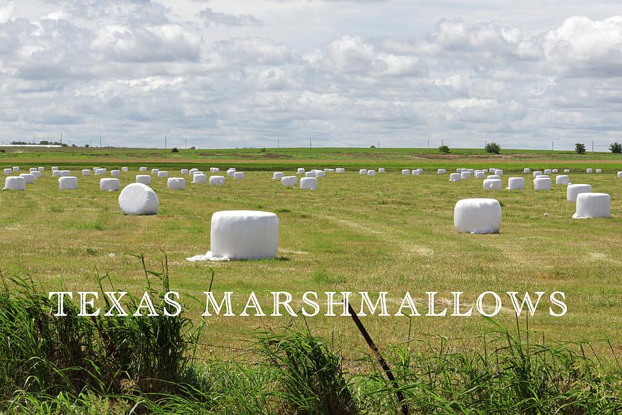 Texas Marshmallows  Photograph by Steve Templeton