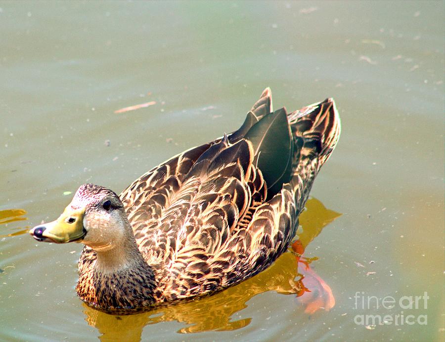 Texas Mottled Duck Photograph by Charlene Adler