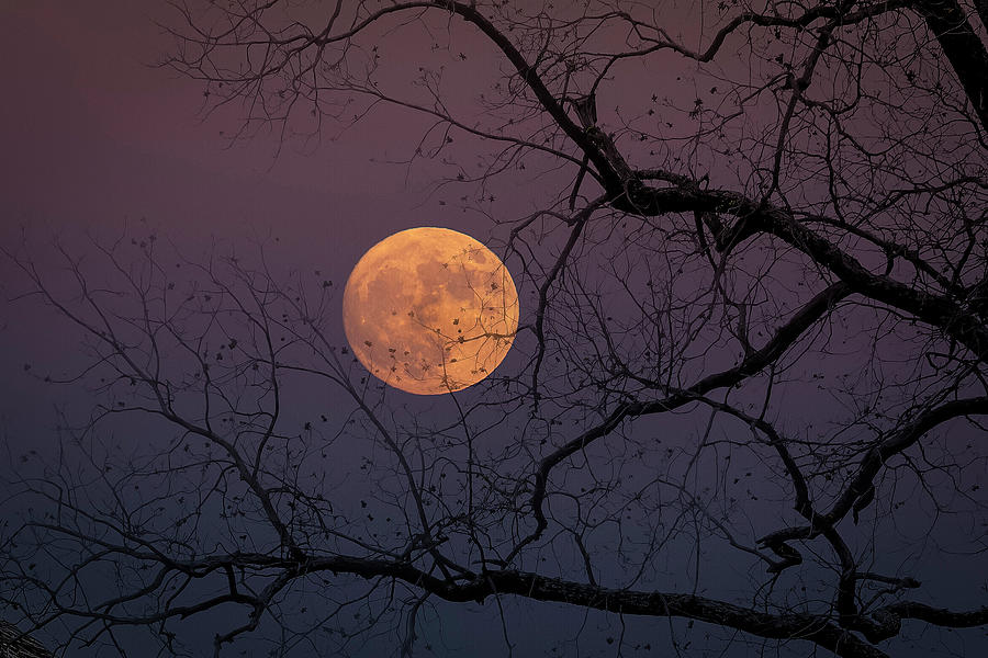 Texas Moon Through The Pecan Tree Photograph by Harriet Feagin
