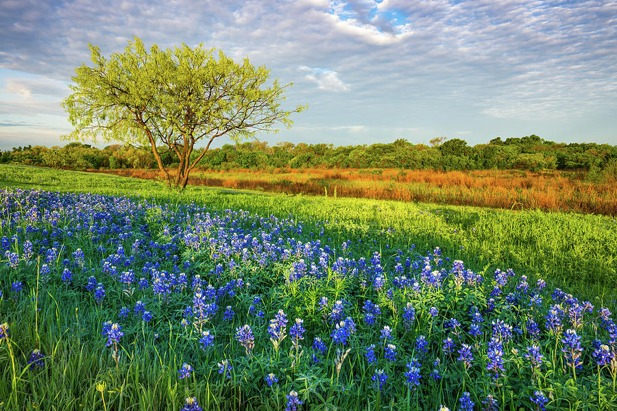 Texas Morning Bluebonnets Photograph by Ron Long Ltd Photography