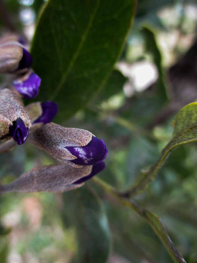 Texas Mountain Laurel, Almost Photograph by W Craig Photography