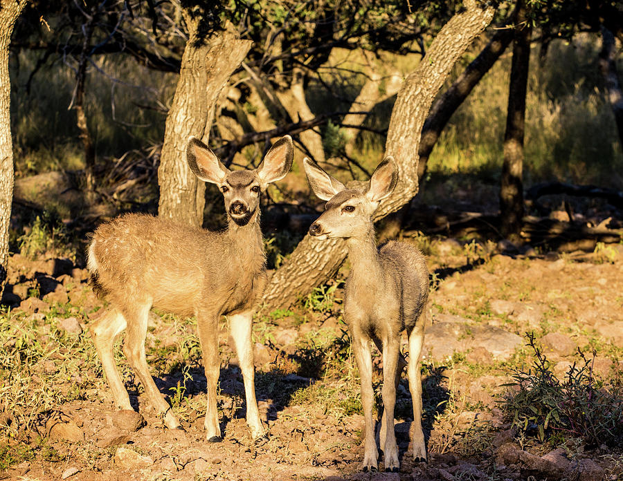 Texas Mule Deer Fawns 001711 Photograph by Renny Spencer - Pixels