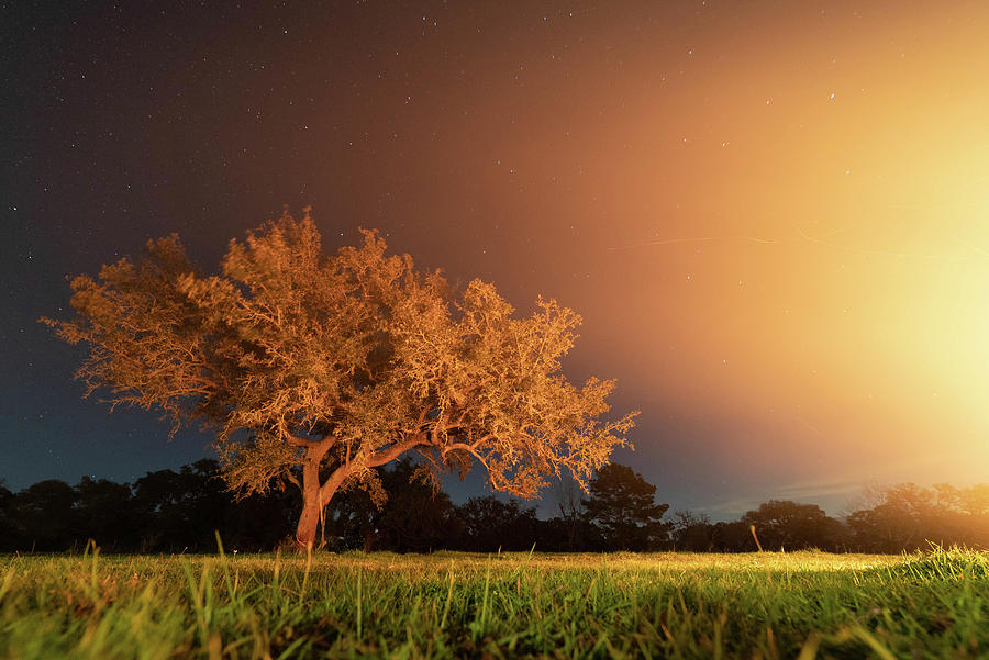 Texas Oak Tree At Night Photograph by Jaxon Lindsey - Fine Art America