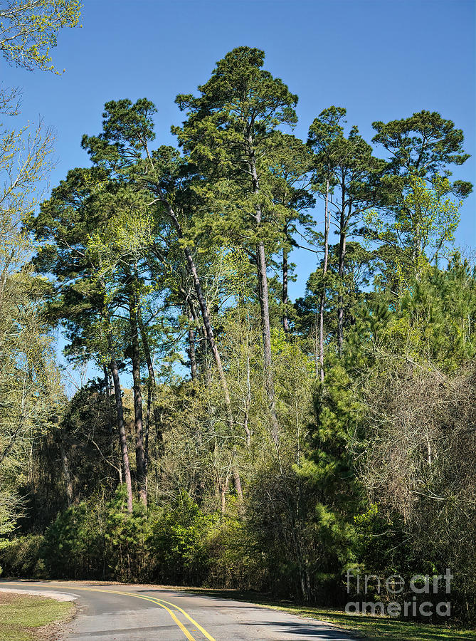 Texas Pines Photograph