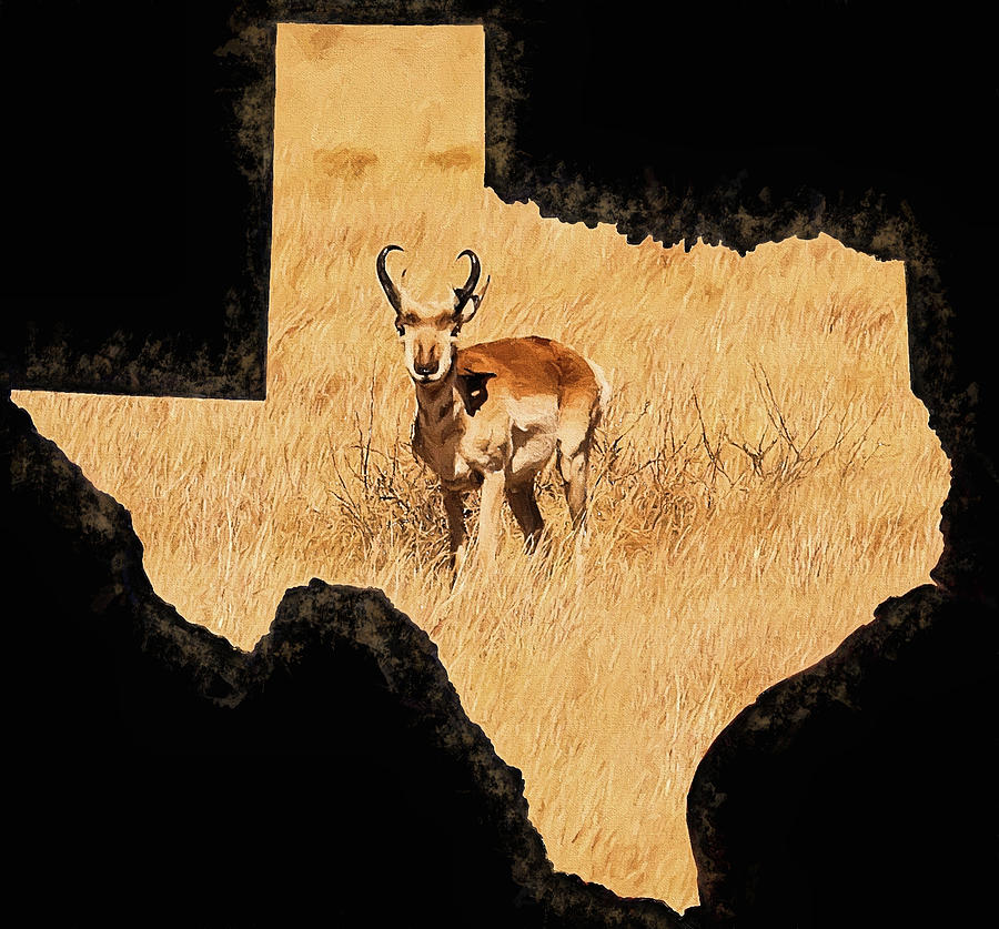 Texas Pronghorn Digital Art by JC Findley
