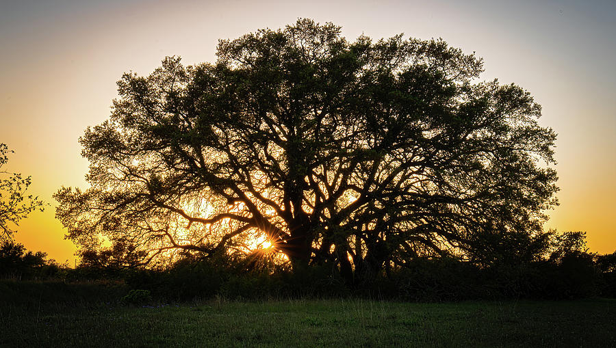 Texas Ranch Oak At Sunset Photograph