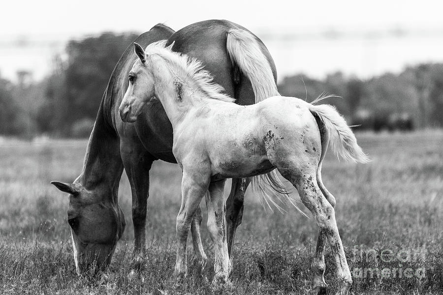 Texas Ranch  Photograph by Vincent Bonafede