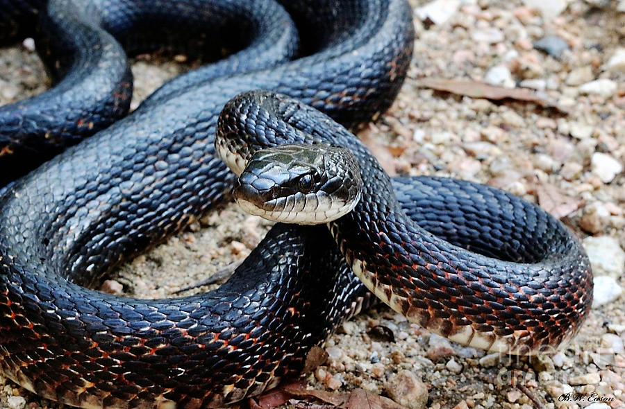 Texas Rat Snake Photograph By Bart Eason 