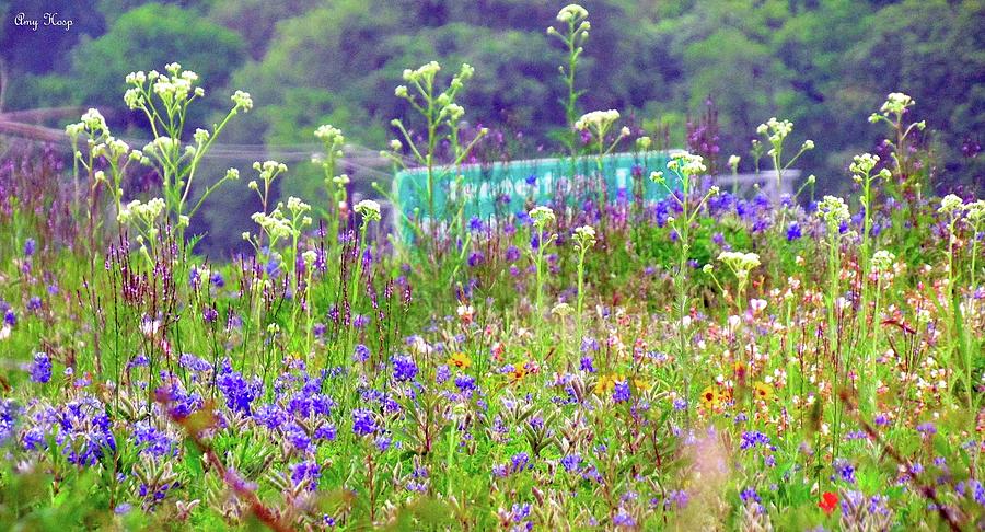 Texas Road Side Wildflowers Photograph by Amy Hosp
