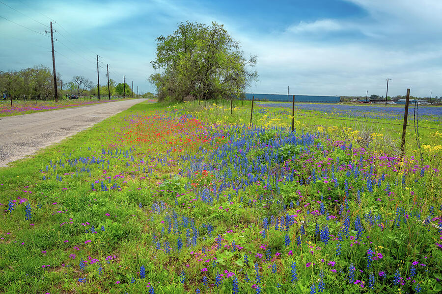 Spring Photograph - Texas Roadside Bliss by Lynn Bauer