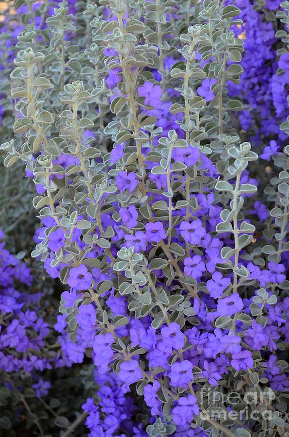 Flowers Still Life Photograph - Texas Sage by Mary Deal