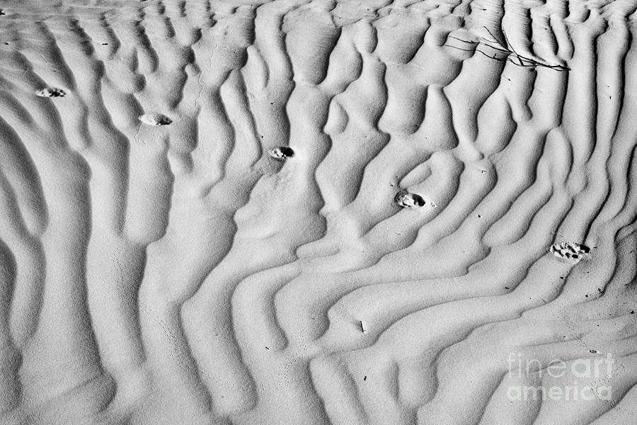 Texas Sand Ripples Black And White Photograph by Adam Jewell