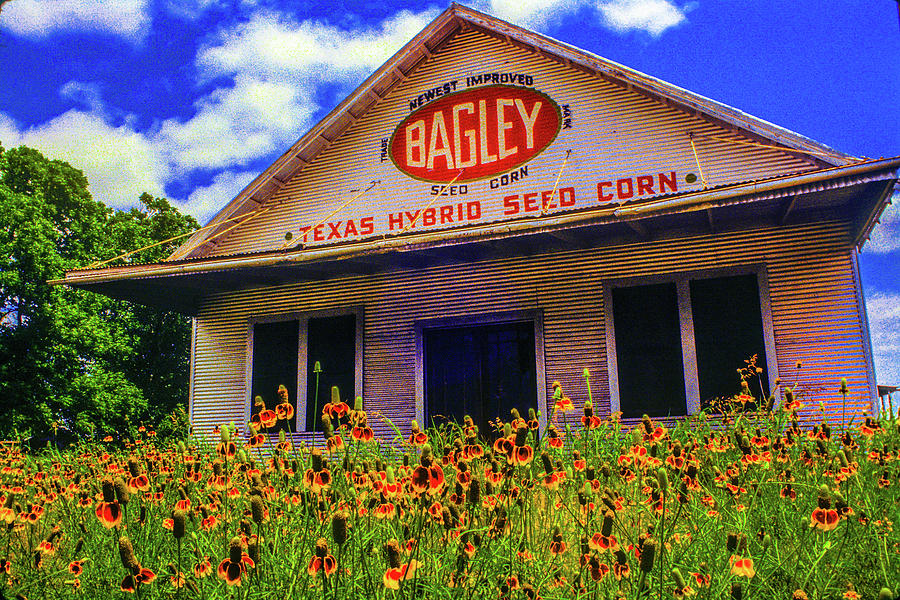 Texas Seed Company Photograph by Daniel Richards Pixels
