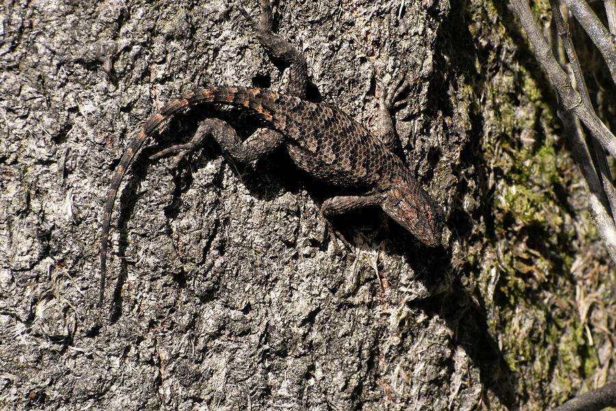 Texas Spiny Lizard 001 Photograph by George Bostian