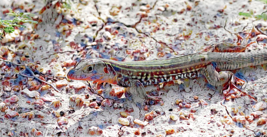 Texas Spotted Whiptail Photograph