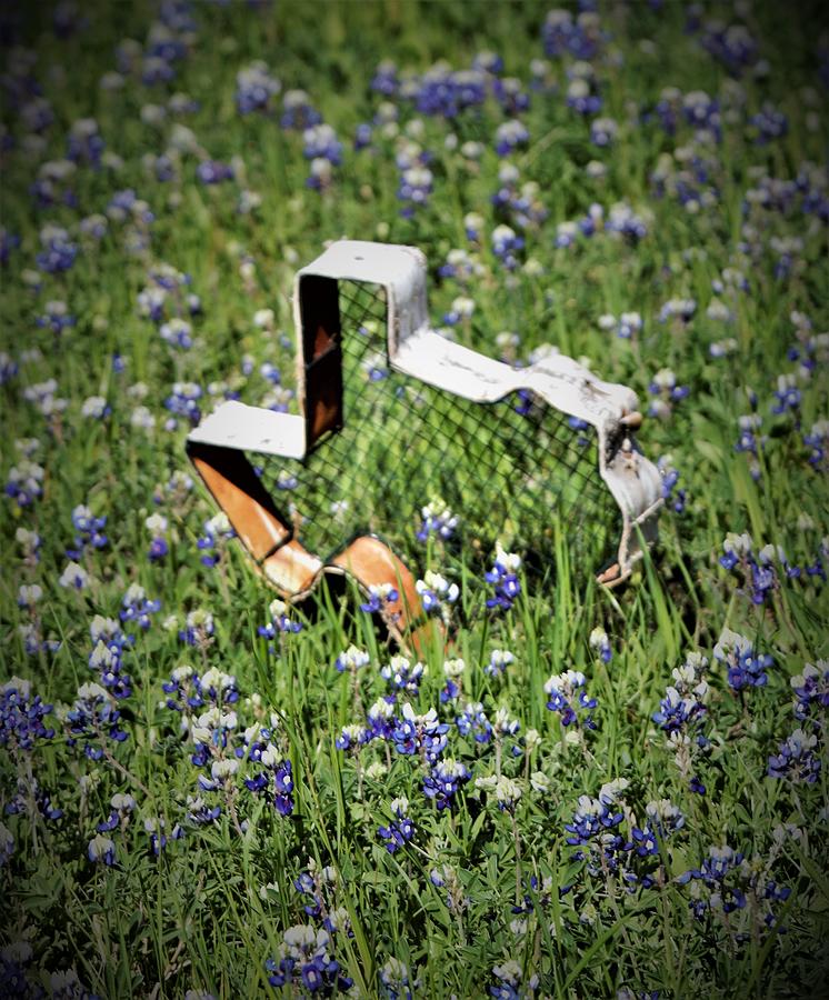Texas Spring Photograph by John Glass