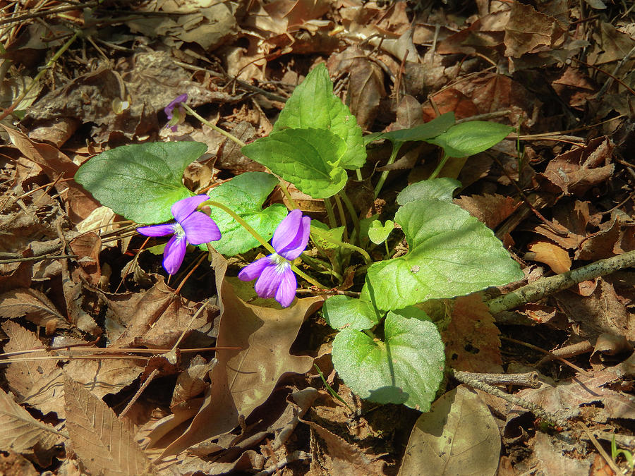 Spring Photograph - Texas spring violet by Phil And Karen Rispin