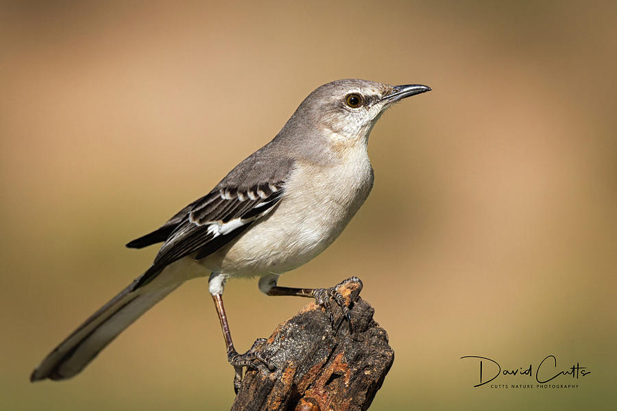 Texas State Bird Photograph By David Cutts