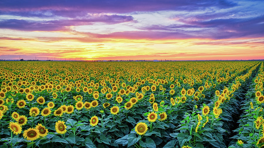 Texas Sunflower Field At Sunset Pano Photograph