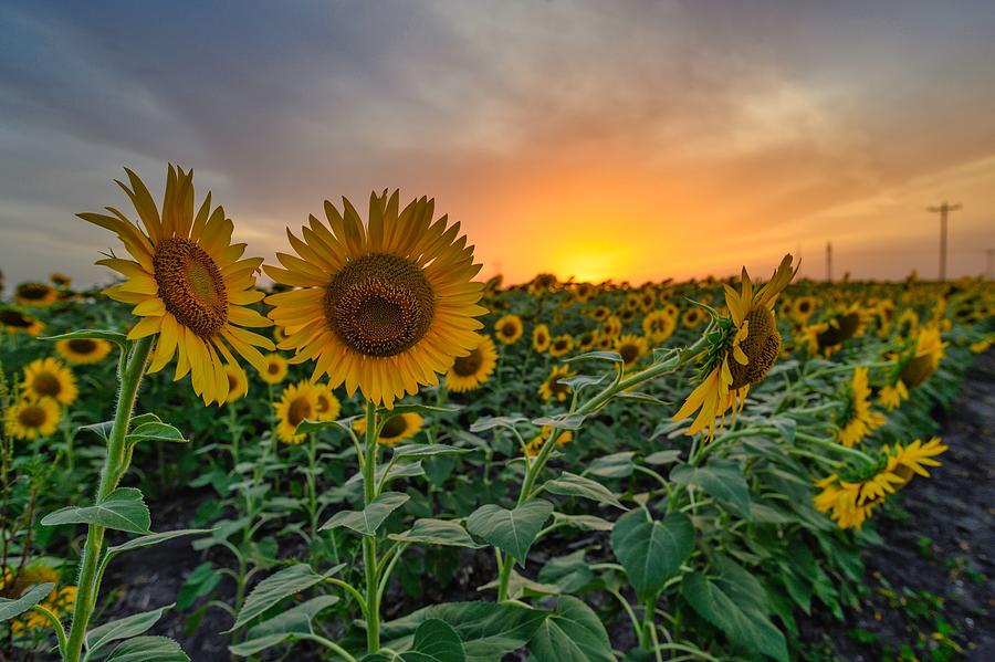 Ennis Texas Sunflower Field
