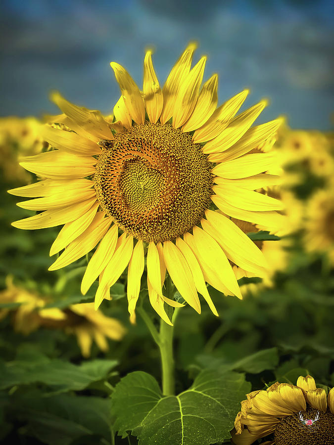 Texas Sunflower Photograph by Pam Rendall