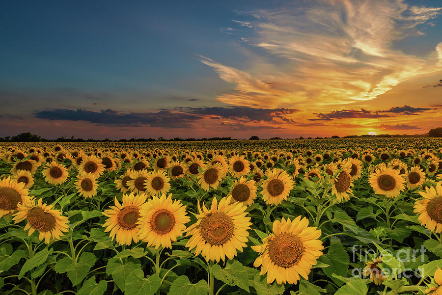 Texas Sunflower Sunset Photograph by Bee Creek Photography - Tod and Cynthia