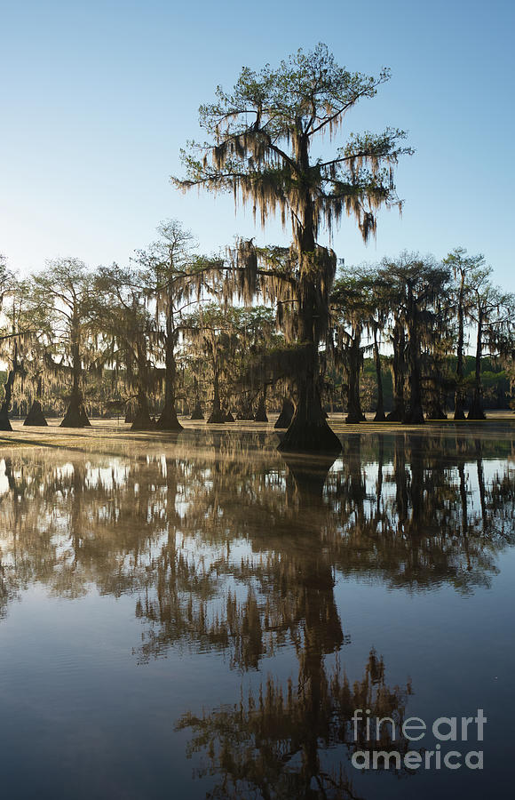 Texas Swamp in the morning Photograph by Andrea Anderegg