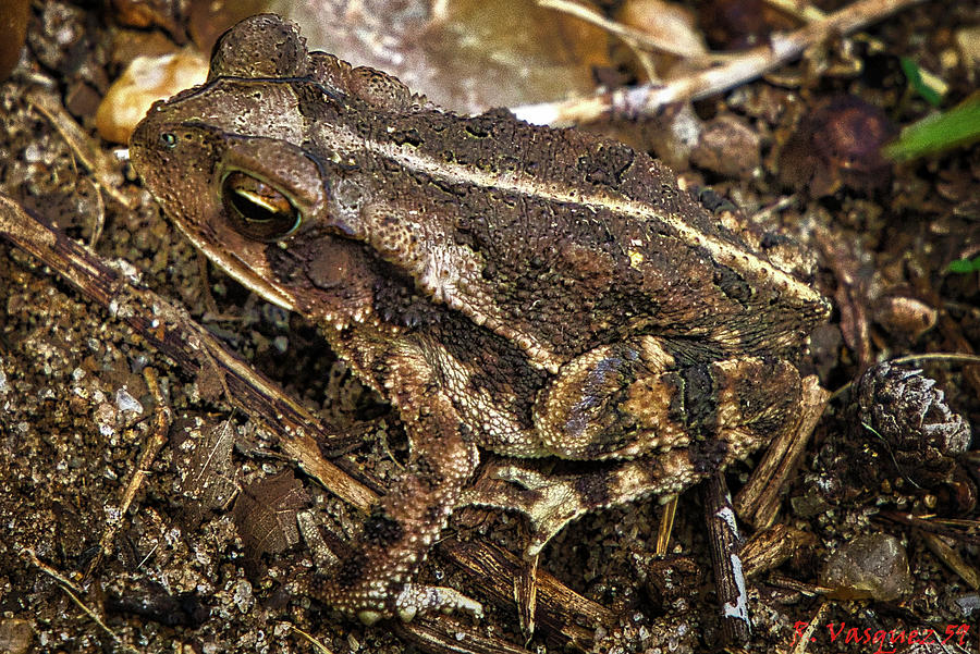 Texas Toad Camouflage  Photograph by Rene Vasquez