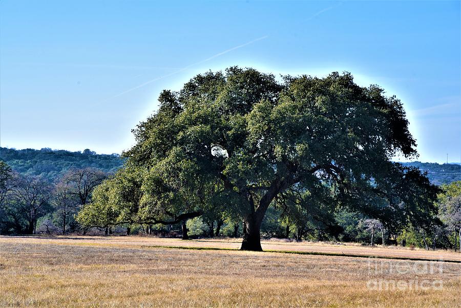 Texas Tree Photograph by Leo Sopicki