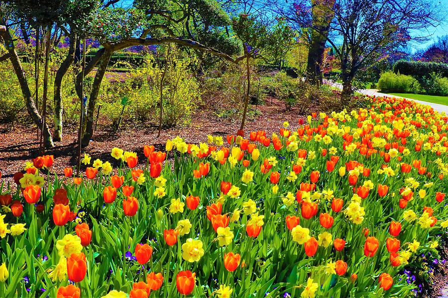 Texas Tulips at the Dallas Arboretum Photograph by Sandra Kent