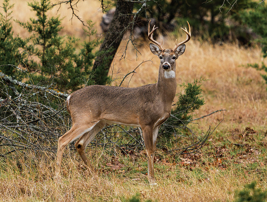 Texas Whitetail Buck Intensity Photograph by Ron Long Ltd Photography