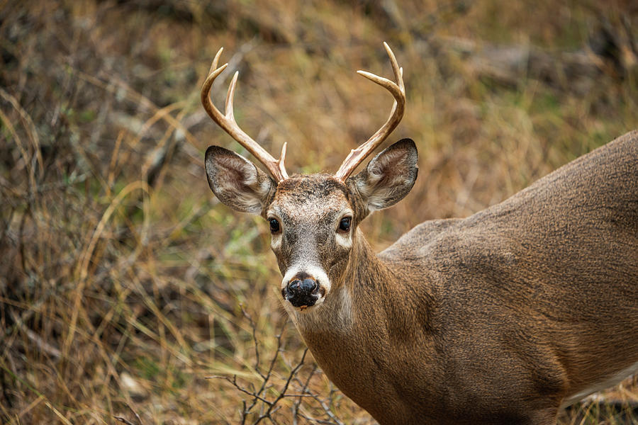 Texas Whitetail Buck Portrait 1 Photograph by Ron Long Ltd Photography