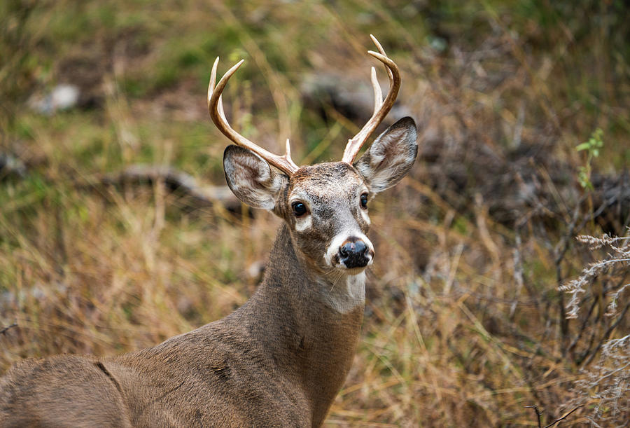 Texas Whitetail Buck Portrait 2 Photograph by Ron Long Ltd Photography