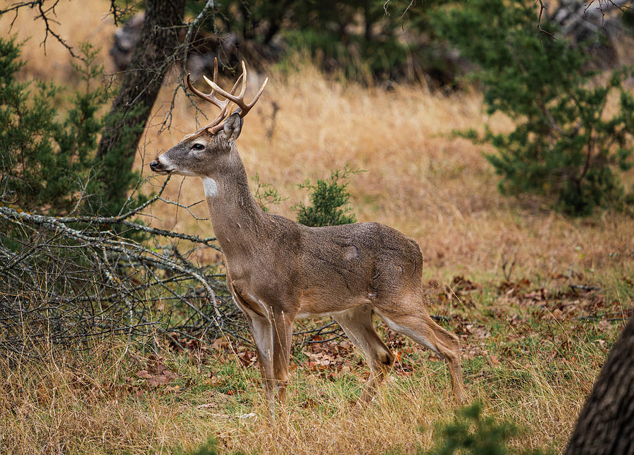 Texas Whitetail Buck Stillness Photograph by Ron Long Ltd Photography