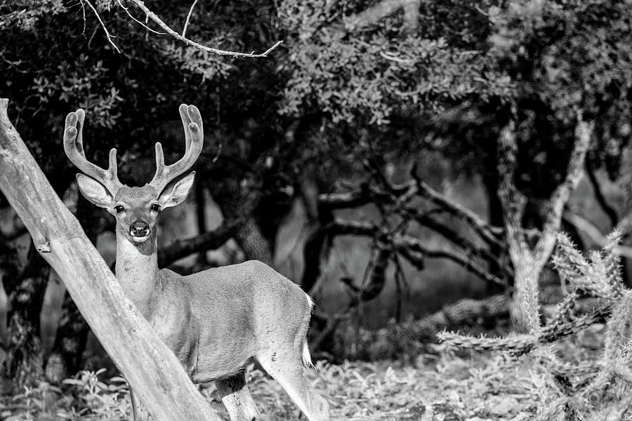 Texas Whitetail Deer 001467 Photograph by Renny Spencer Pixels