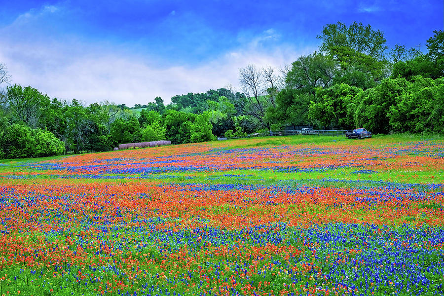 Texas Wildflower Bliss Photograph by Lynn Bauer