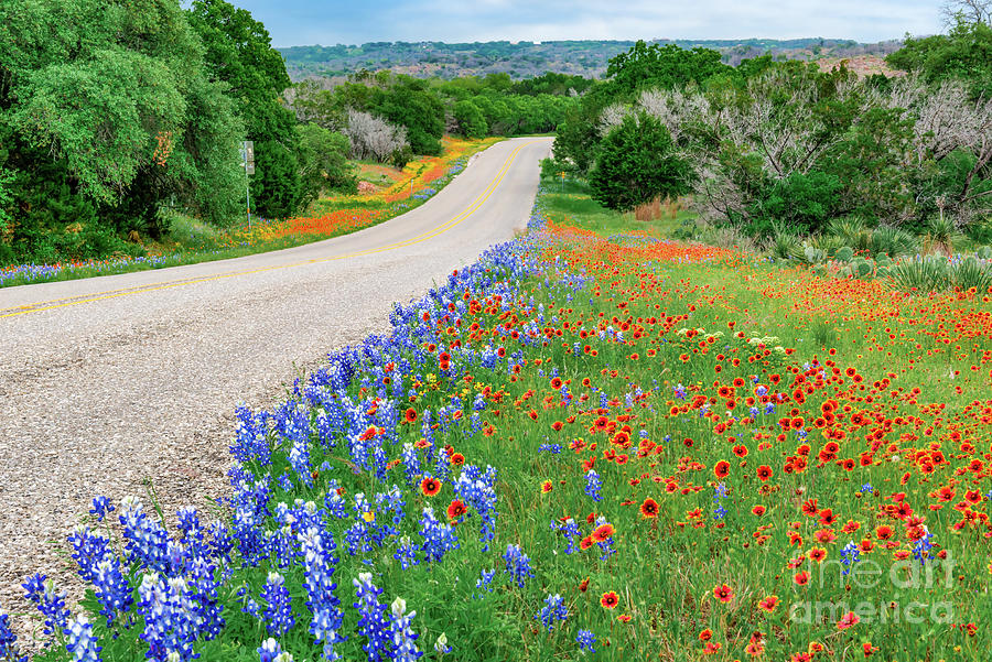 Texas Wildflowers Along The Road Photograph By Bee Creek Photography Tod And Cynthia