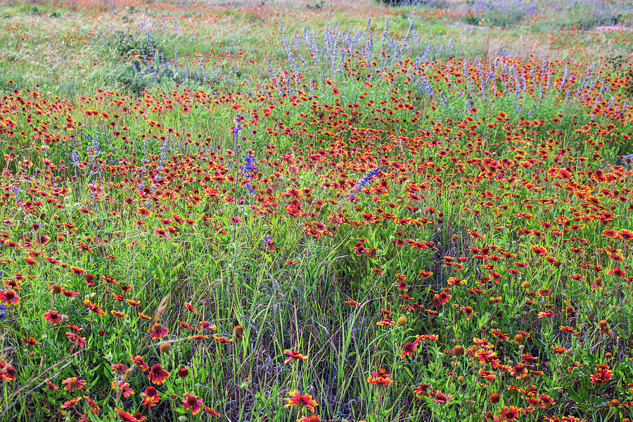 Texas Wildflowers in Bloom - Indian Blanket and Prairie Flowers Photograph by Brigitte Blanchette Thompson Texas Wildflowers in Bloom - Indian Blanket and Prairie Flowers Photograph by Brigitte Blanchette Thompson
