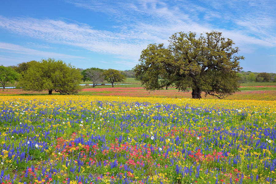 Texas Wildflowers on a Spring Afternoon 317 Photograph by Rob Greebon