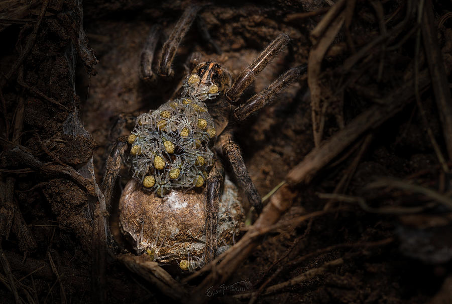 Texas Wolf Spider Nursery Photograph by Erich Grant