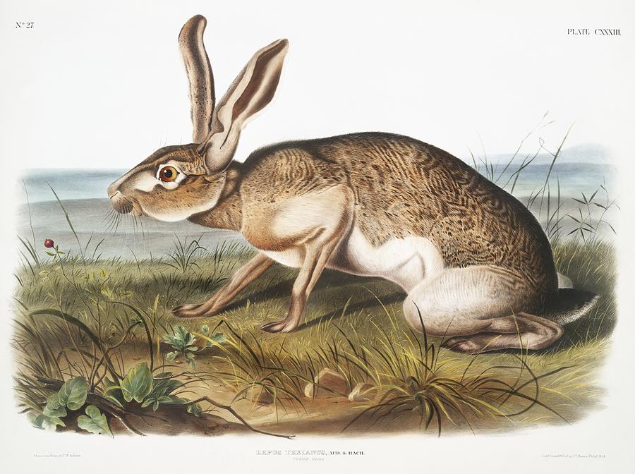 Animal Painting - Texian Hare Lepus Texianus from the viviparous quadrupeds of North America 1845 illustrated by John  by Les Classics