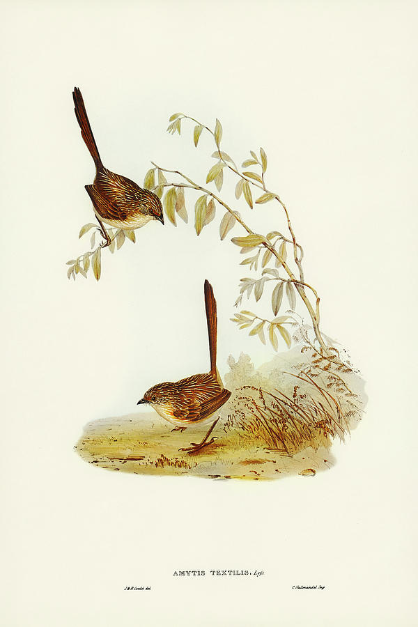 John Gould Drawing - Textile Wren, mytis textilis by John Gould