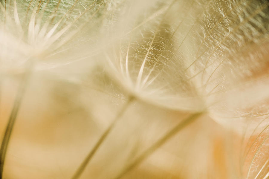 Texture Dandelions Photograph by Iris Greenwell