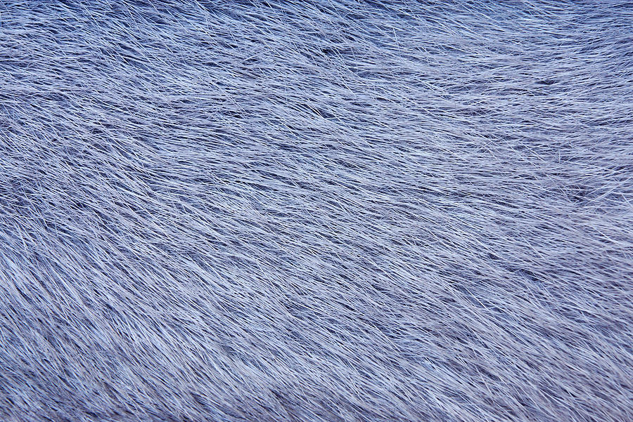 Texture From Fur Of Gray-blue Color Photograph by Malven57